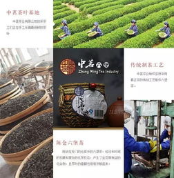 秋燥来袭，六堡茶润燥大会青岛新材料启动